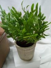 Faux Ribbon Fern, set of 2. 13In in height, MSRP on tag, 30$