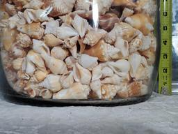 43 lb Glass 20" tall Bottle Full of Florida Conch Shells From Sanibel Island