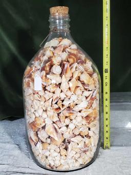 43 lb Glass 20" tall Bottle Full of Florida Conch Shells From Sanibel Island
