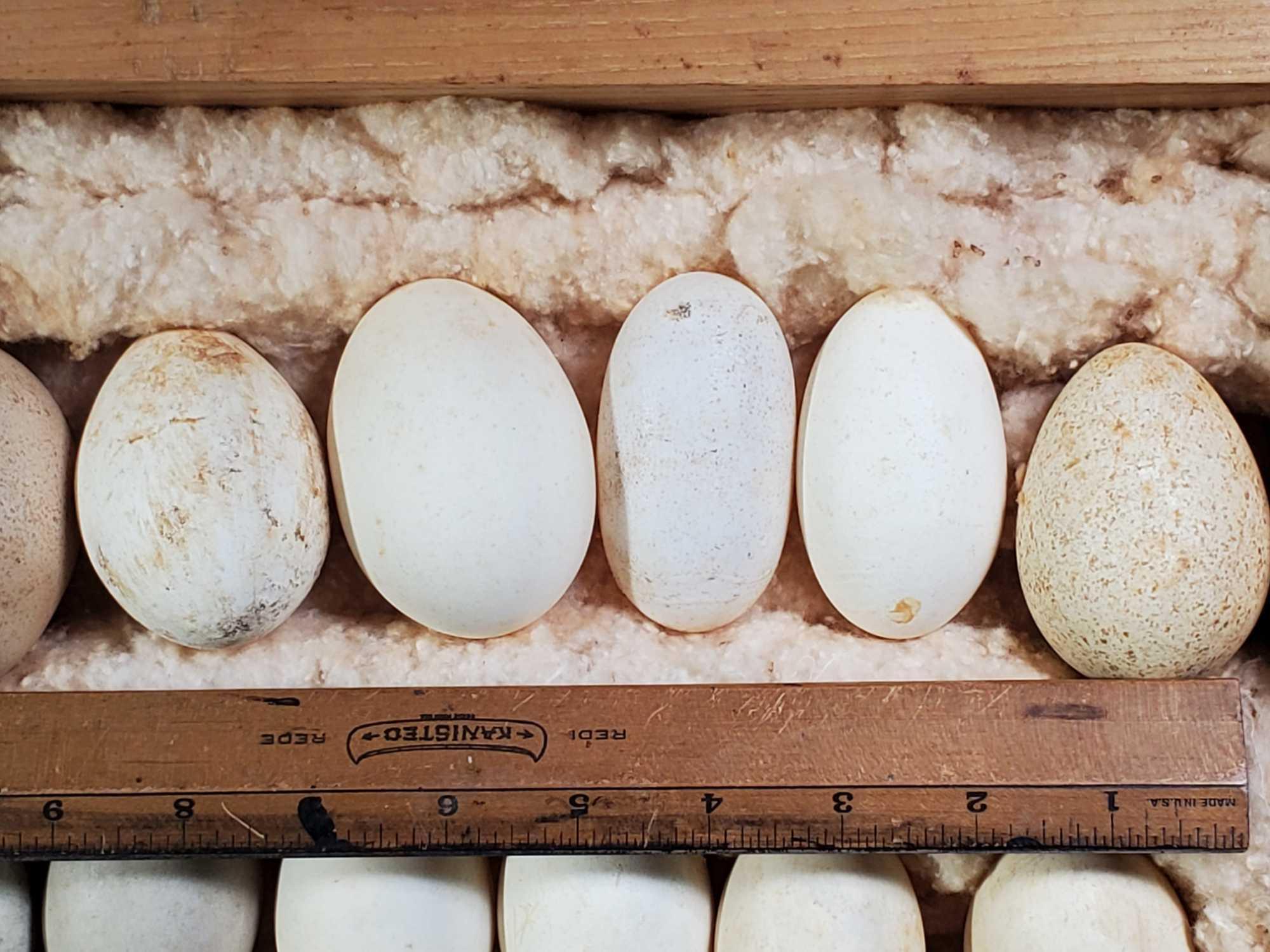 Extensive Bird Egg Collection Arranged by Size in 2 Hand Built Case s