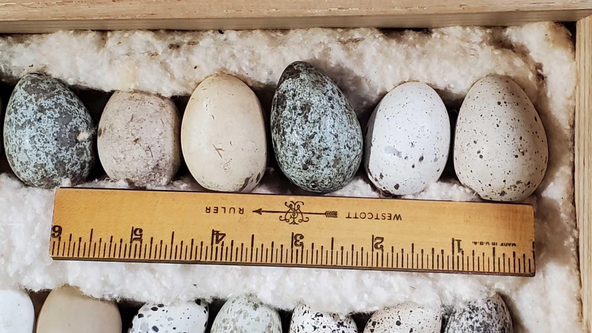 Extensive Bird Egg Collection Arranged by Size in 2 Hand Built Case s