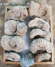 Grouping Of 9 - Acanthoceras Rhotomagense (Ammonites) And 1 - Ohio Flexicalymene Meeki (Trilobite)