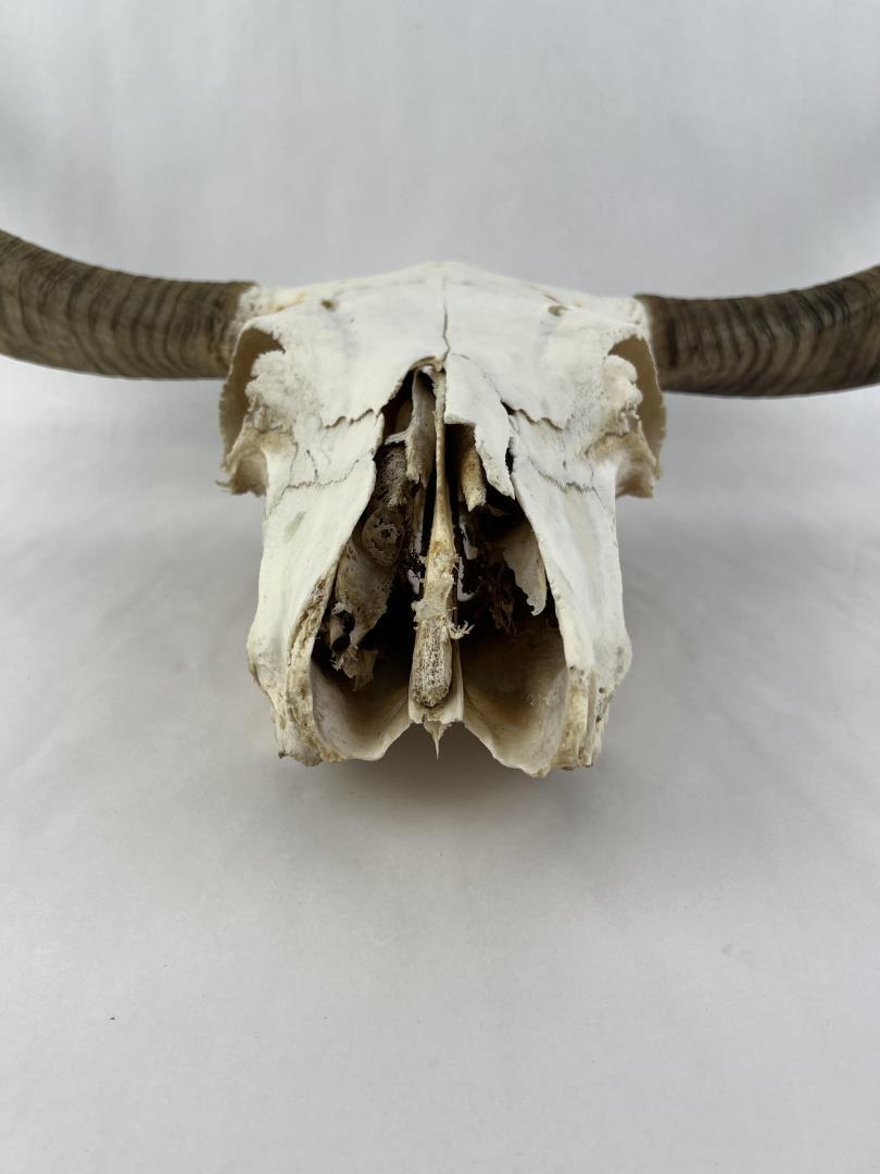 Texas Long Horn Steer Skull