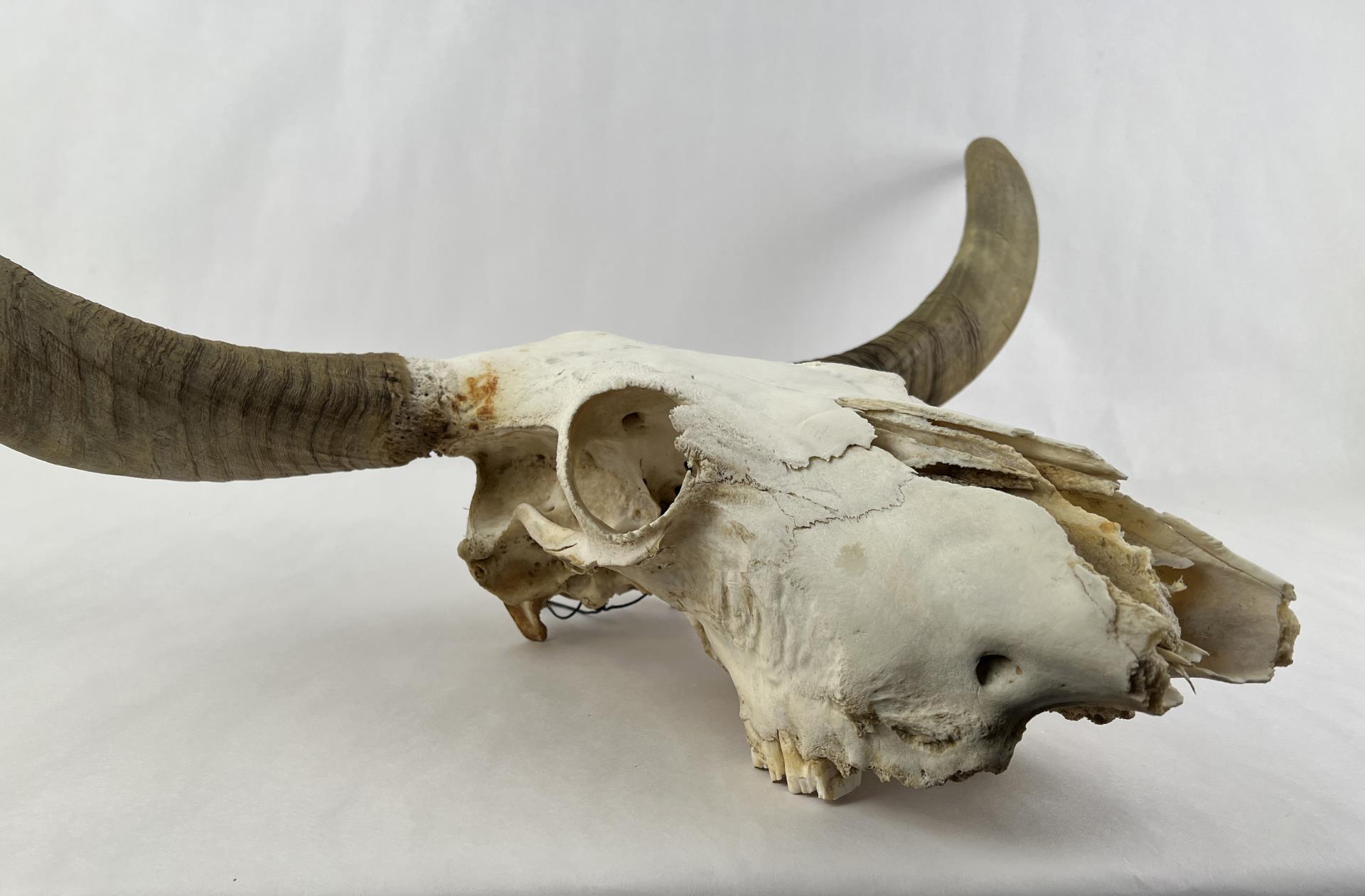 Texas Long Horn Steer Skull