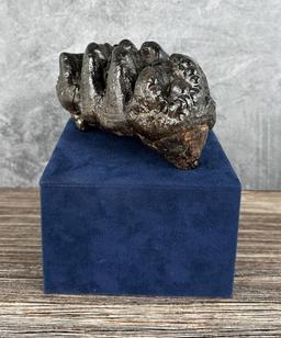Gomphothere South Carolina Mastodon Fossil Tooth