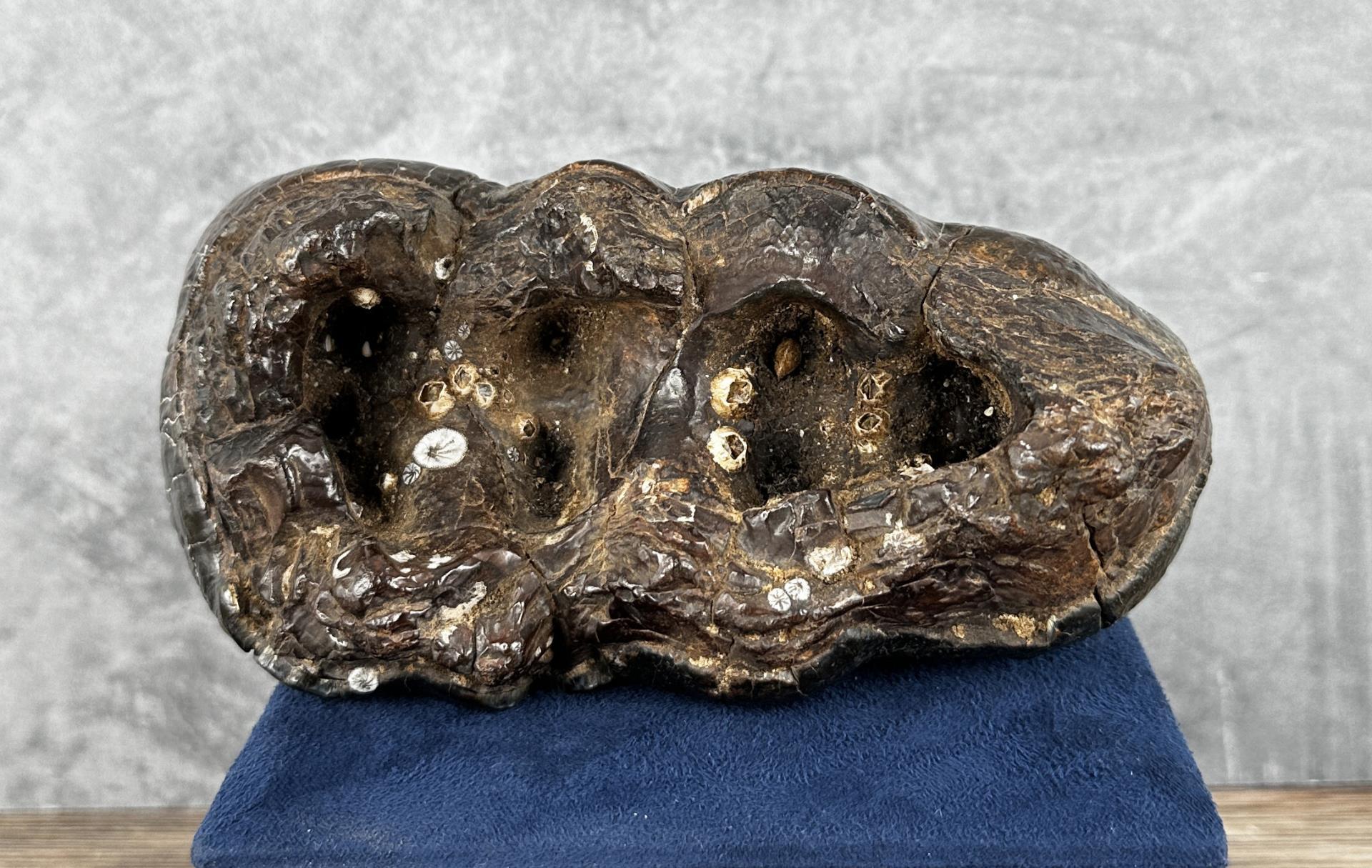 Gomphothere South Carolina Mastodon Fossil Tooth