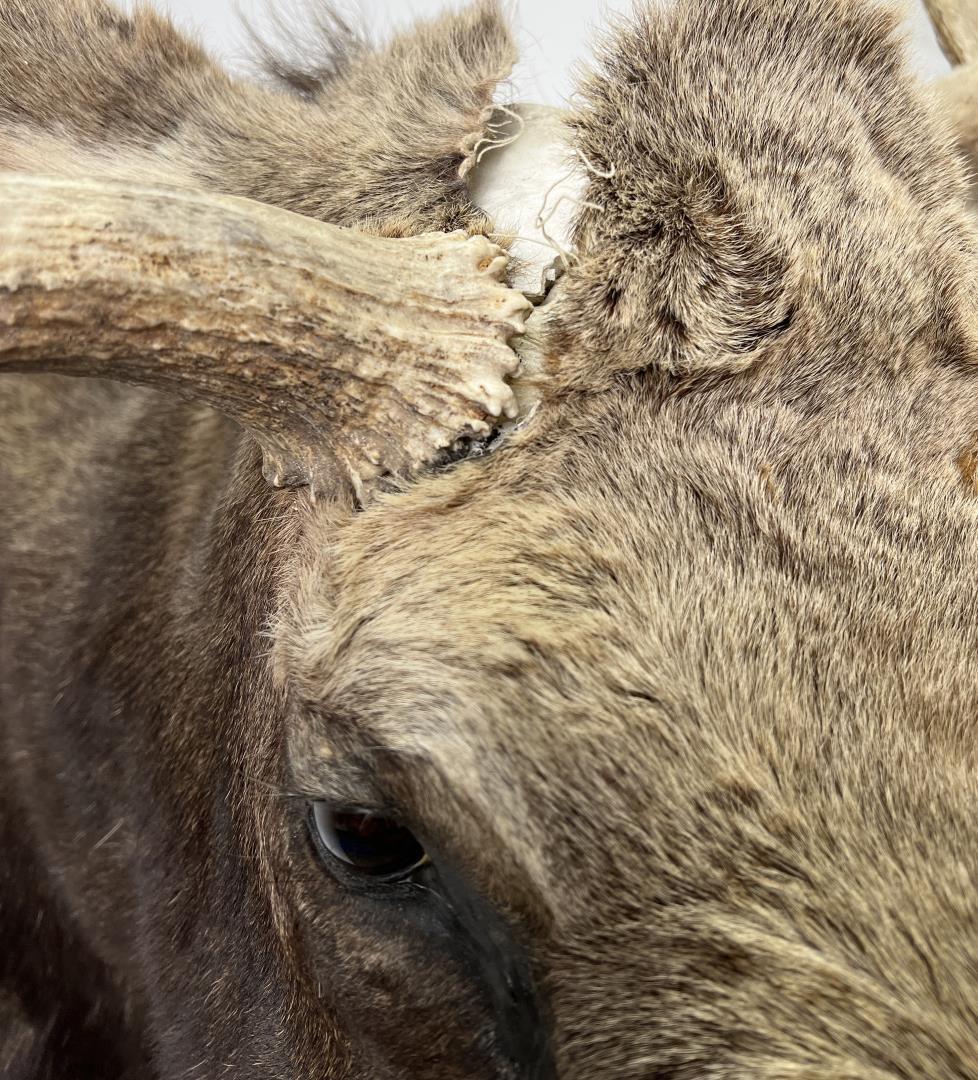 Wyoming Shiras Moose Taxidermy Mount