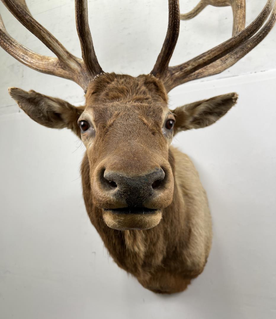 Giant Montana Rocky Mountain Elk Taxidermy Mount