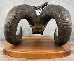 Ron Herron Bighorn Sheep Skull Bronze Montana