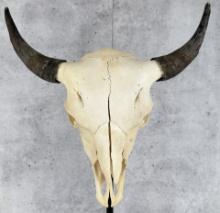 Montana Taxidermy Buffalo Skull
