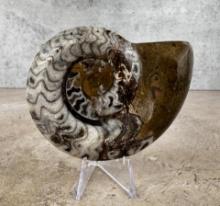 Fossil Ammonite