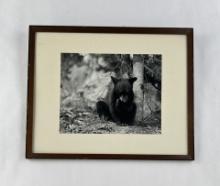Photo of Baby Black Bear Cub
