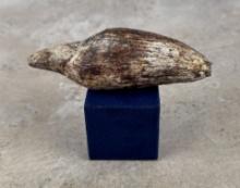 Scaldicetus Fossil Whale Tooth