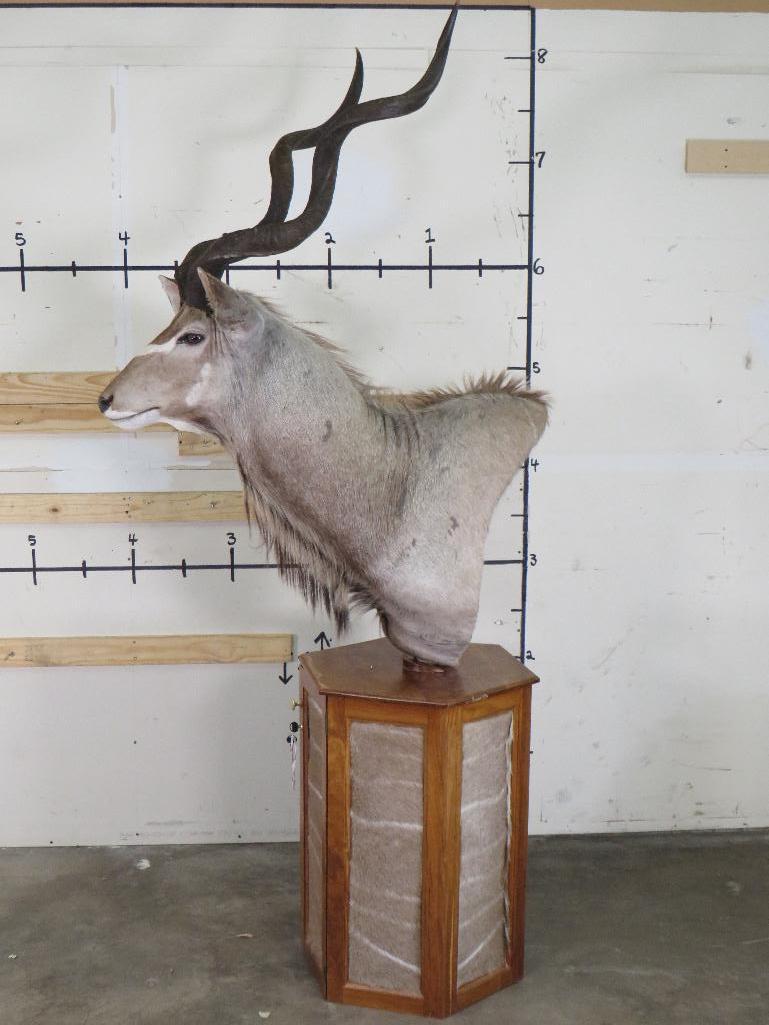 Nice Kudu Pedestal w/Kudu Hide on Pedestal & Locking Storage Area TAXIDERMY