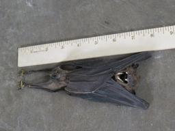 Indonesian Bat (Cynopterus Brachyotis) Spooky Wood Shadowbox TAXIDERMY ODDITIES&CURIOSITIES