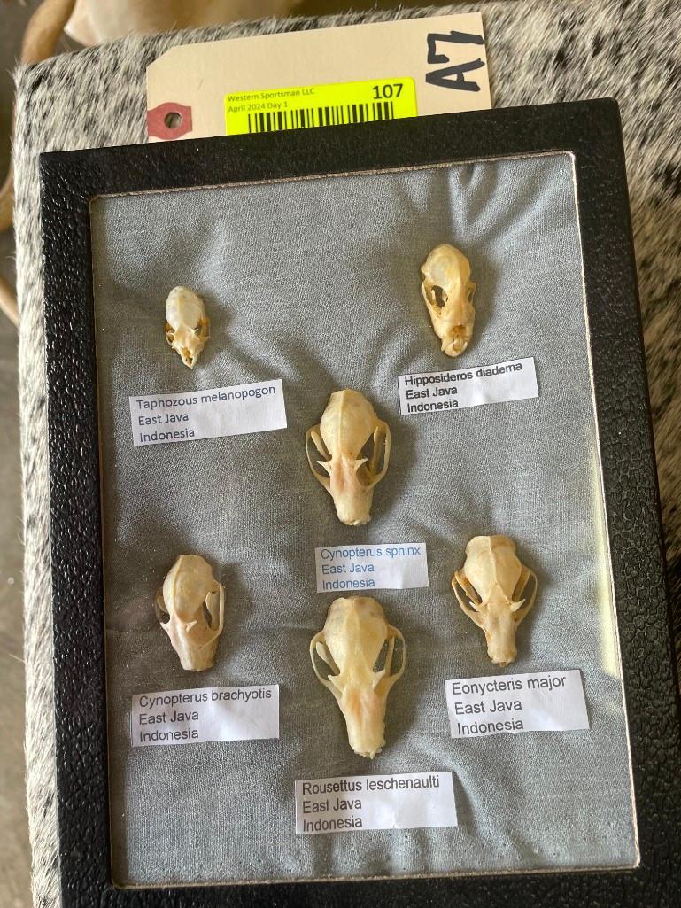 Awesome collection, of 6 different kinds of Indonesia Bat skulls, in display 8 1/4 X 6 1/4 inches Gr