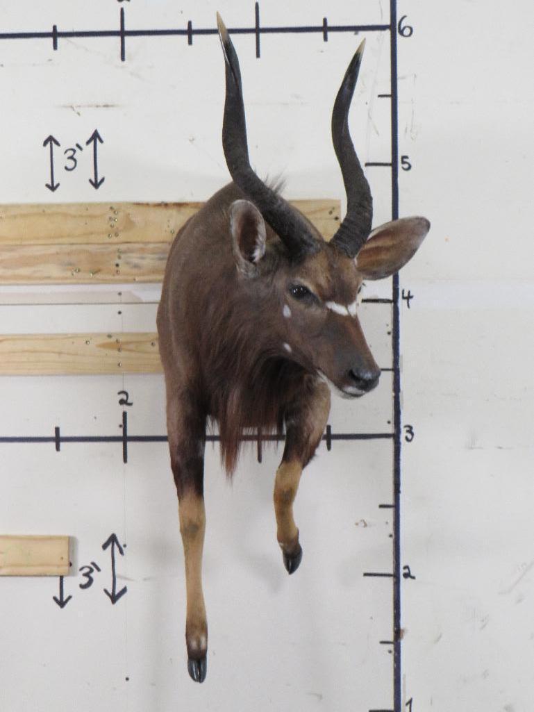 1/2 Body Nyala w/Removable Horns TAXIDERMY