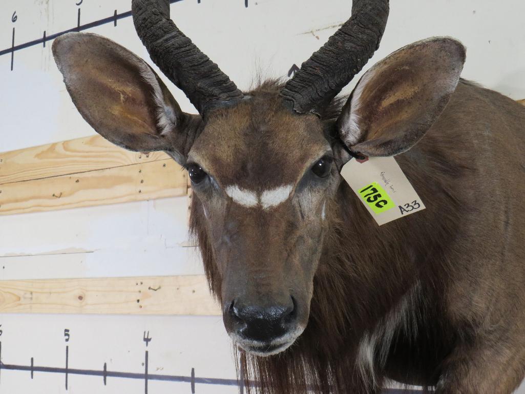 1/2 Body Nyala w/Removable Horns TAXIDERMY