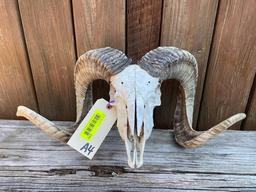 Corsican Ram skull, with Big horns, 29 1/2 & 30 inches long with a 20 inch spread at horn tips excel