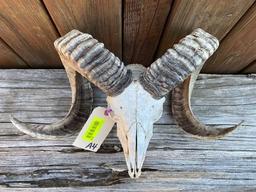 Corsican Ram skull, with Big horns, 29 1/2 & 30 inches long with a 20 inch spread at horn tips excel