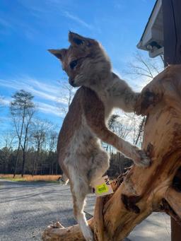 Most UNUSAL Bobcat, EVER ? Lots of White,/red almost PIEBALD, mounted on a hanging wood limb, 58 inc