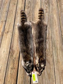 2BIG midwestern Raccoon furs/hides/skins 39 & 41 inches long, Excellent taxidermy or log cabin decor