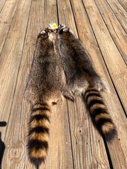 2BIG midwestern Raccoon furs/hides/skins 39 & 41 inches long, Excellent taxidermy or log cabin decor