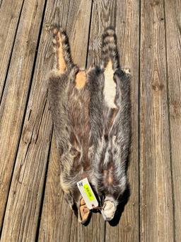 2BIG midwestern Raccoon furs/hides/skins 39 & 41 inches long, Excellent taxidermy or log cabin decor