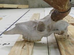 Reproduction Mule Deer Skull & Rack TAXIDERMY