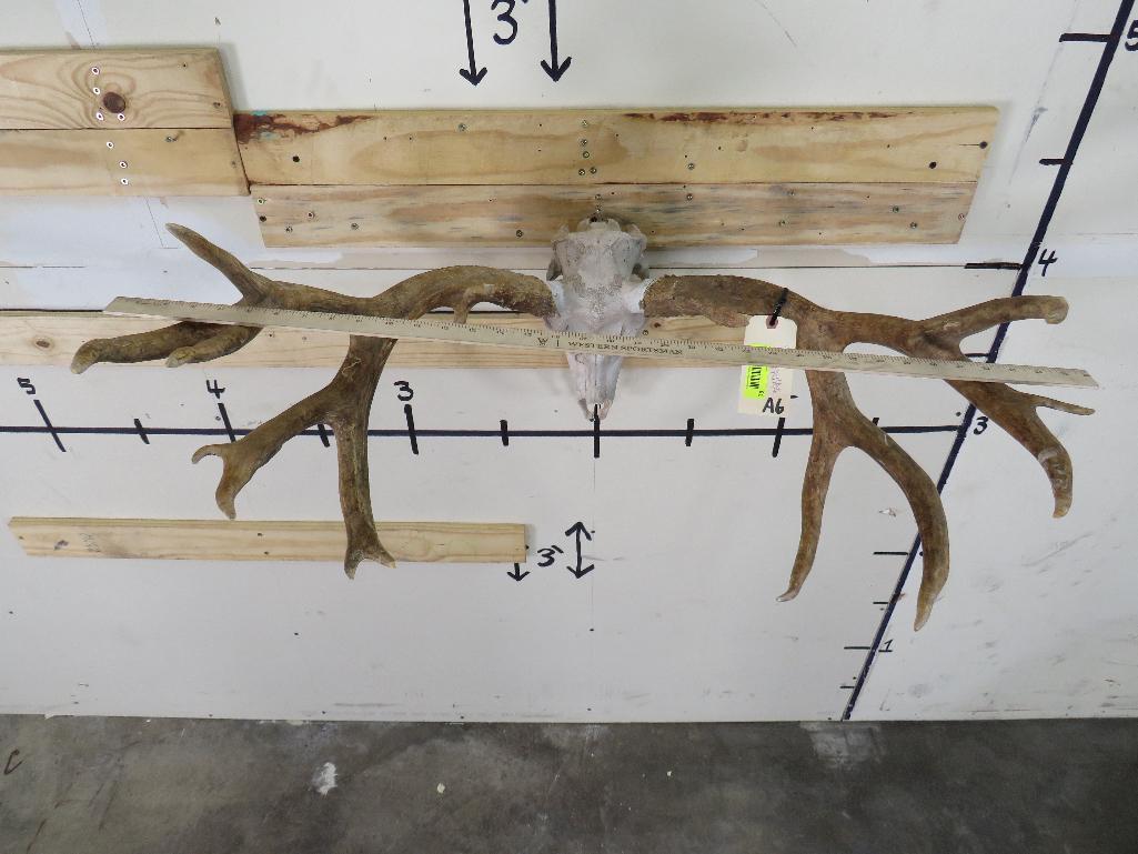 Reproduction Mule Deer Skull & Rack TAXIDERMY