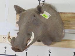 Warthog Sh Mt TAXIDERMY