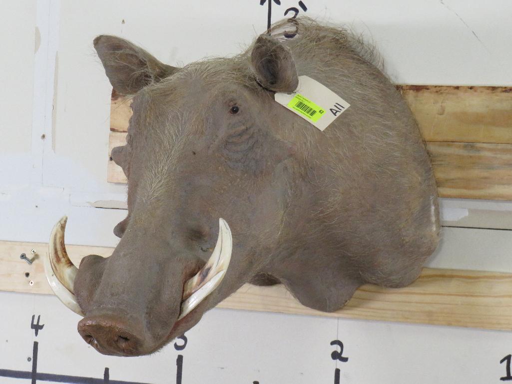 Warthog Sh Mt TAXIDERMY