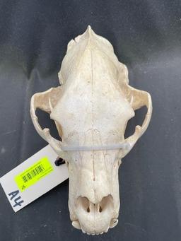 Big Black bear skull, slight damage to back of skull, 12 inches long X 7 inches wide HUGE..great tax