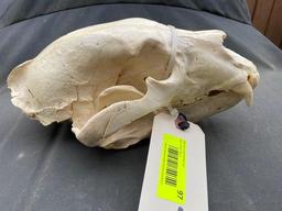 Big Black bear skull, slight damage to back of skull, 12 inches long X 7 inches wide HUGE..great tax