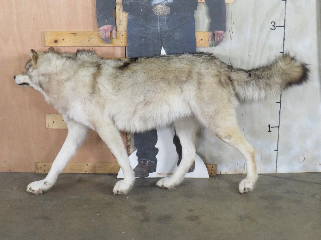 Very Nice XL Lifesize Wolf *No Base* TAXIDERMY