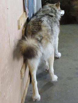 Very Nice XL Lifesize Wolf *No Base* TAXIDERMY