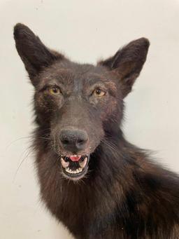 RARE, & Beautiful BLACK COYOTE, Real, not dyed, NEW taxidermy, on a temporary base, 41 inches tall,