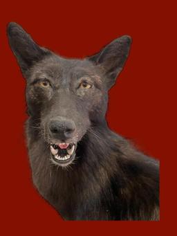 RARE, & Beautiful BLACK COYOTE, Real, not dyed, NEW taxidermy, on a temporary base, 41 inches tall,