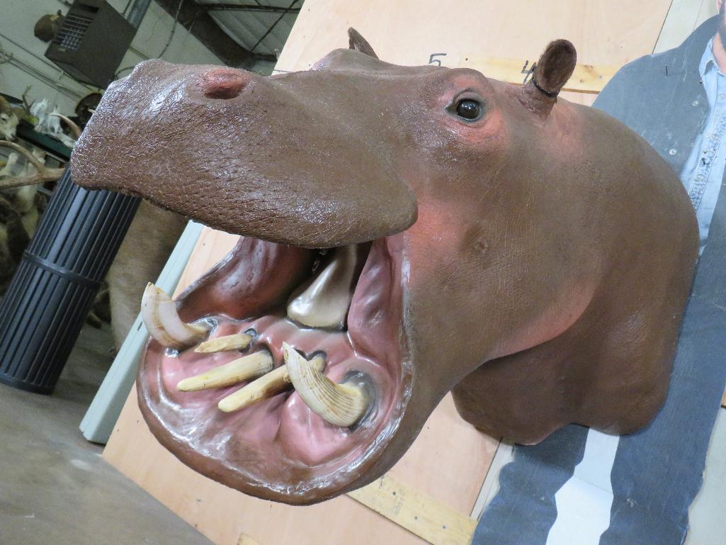 Real Skin Reproduction Teeth Hippo Sh Mt TAXIDERMY