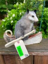 Beautiful, NEW ,little possum in a canoe 12 1/2 inches long x 11 inches tall, excellent taxidermy ,
