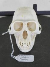 Very Nice, Rarely Seen, Black & White Colobus Monkey Skull (female) w/all teeth TAXIDERMY