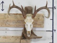 Very Nice 8 Pt Whitetail Skull on Natural Wood Wall Pedestal w/All Teeth TAXIDERMY