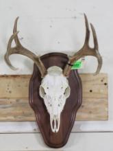 Whitetail Skull on Nice Plaque TAXIDERMY
