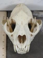 Very Nice Mountain Lion Skull w/All teeth TAXIDERMY