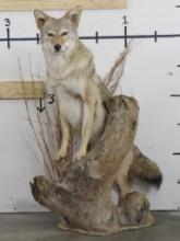 Nice Lifesize Coyote on Base TAXIDERMY