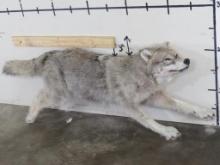 Beautiful Lifesize Running Female Wolf w/no base TAXIDERMY