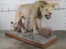 Very Nice Lifesize African Lion on Base w/Wheels, Good Face, Nice TAXIDERMY