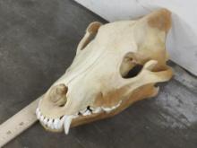 Nice XL Wolf Skull w/Big K-9 Teeth TAXIDERMY