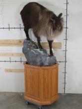 Lifesize Tahr on Nice Pedestal, top half is removable TAXIDERMY