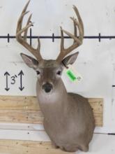 Very Nice 11pt Whitetail Sh Mt TAXIDERMY